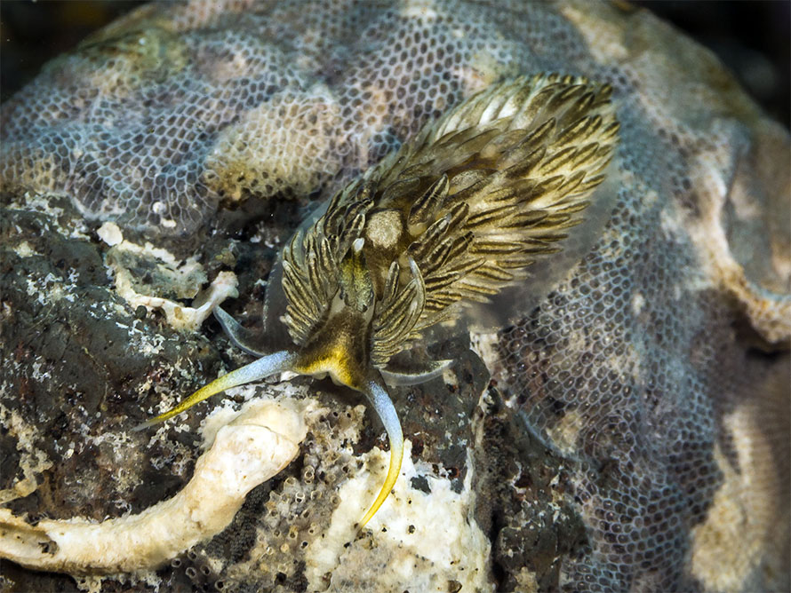 Novaeolidiella janae